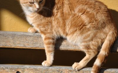 Aquí hay gato encerrao