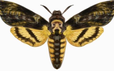 Mariposa Calavera