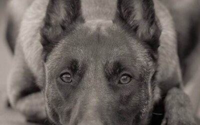 HH : retrato intermitente
